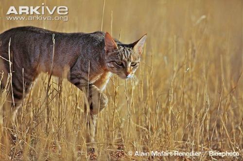 What Breeds of Cat Have Long Back Legs: Top Unique Felines Revealed