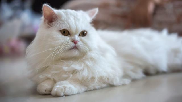 What Breeds of Cat Have White Fluffy Pelts