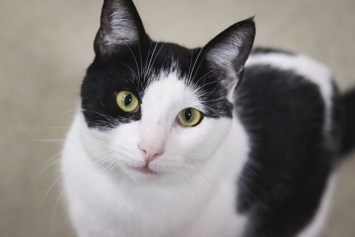 What Breeds of Cats are Black And White: Stunning Feline Varieties