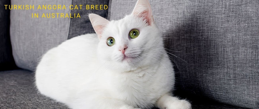 What Breeds of Cats are Common in Turkey: Top Feline Favorites Revealed