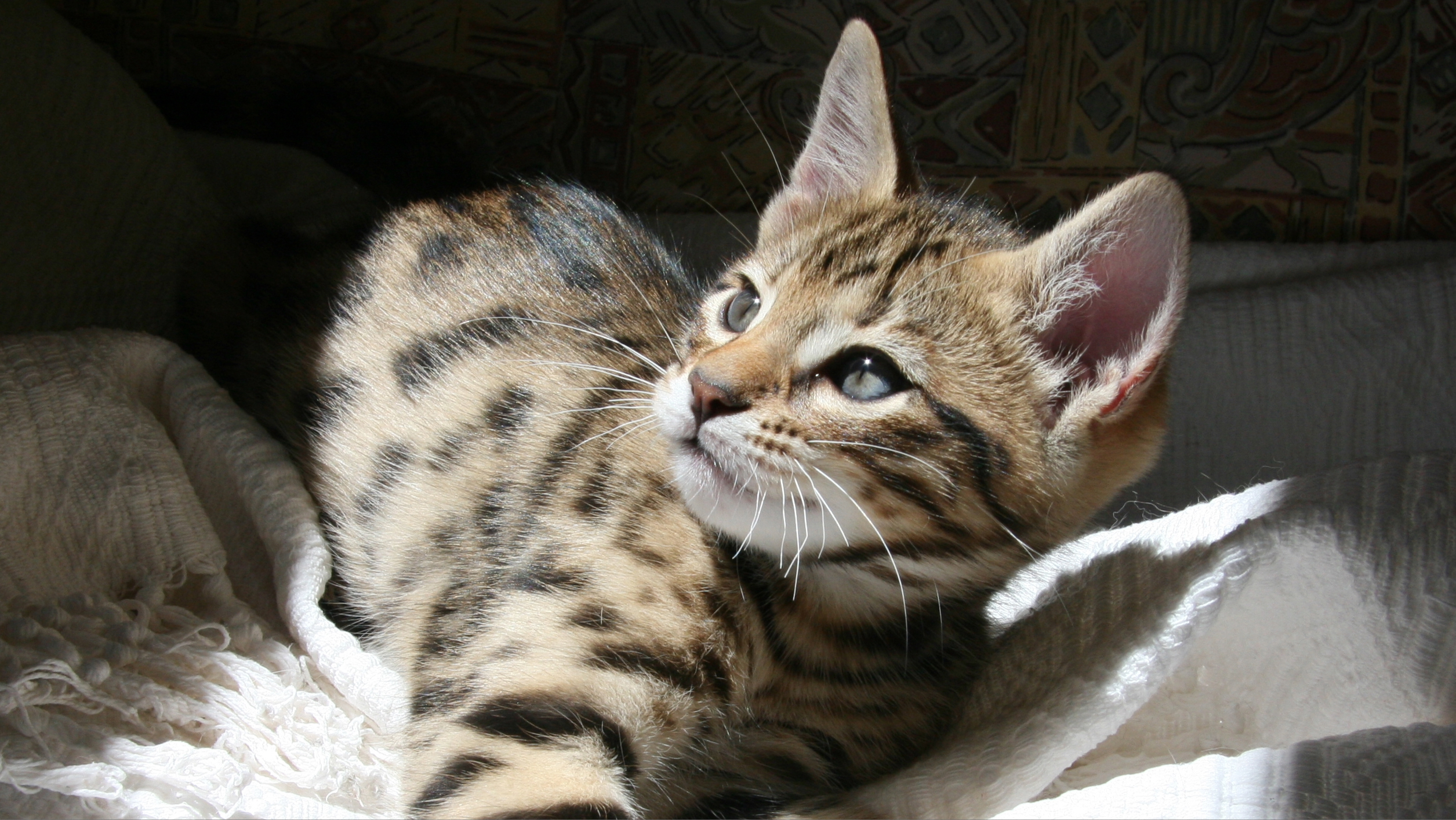 What Breeds of Cats are Dominant When Breeding: Top Traits Revealed