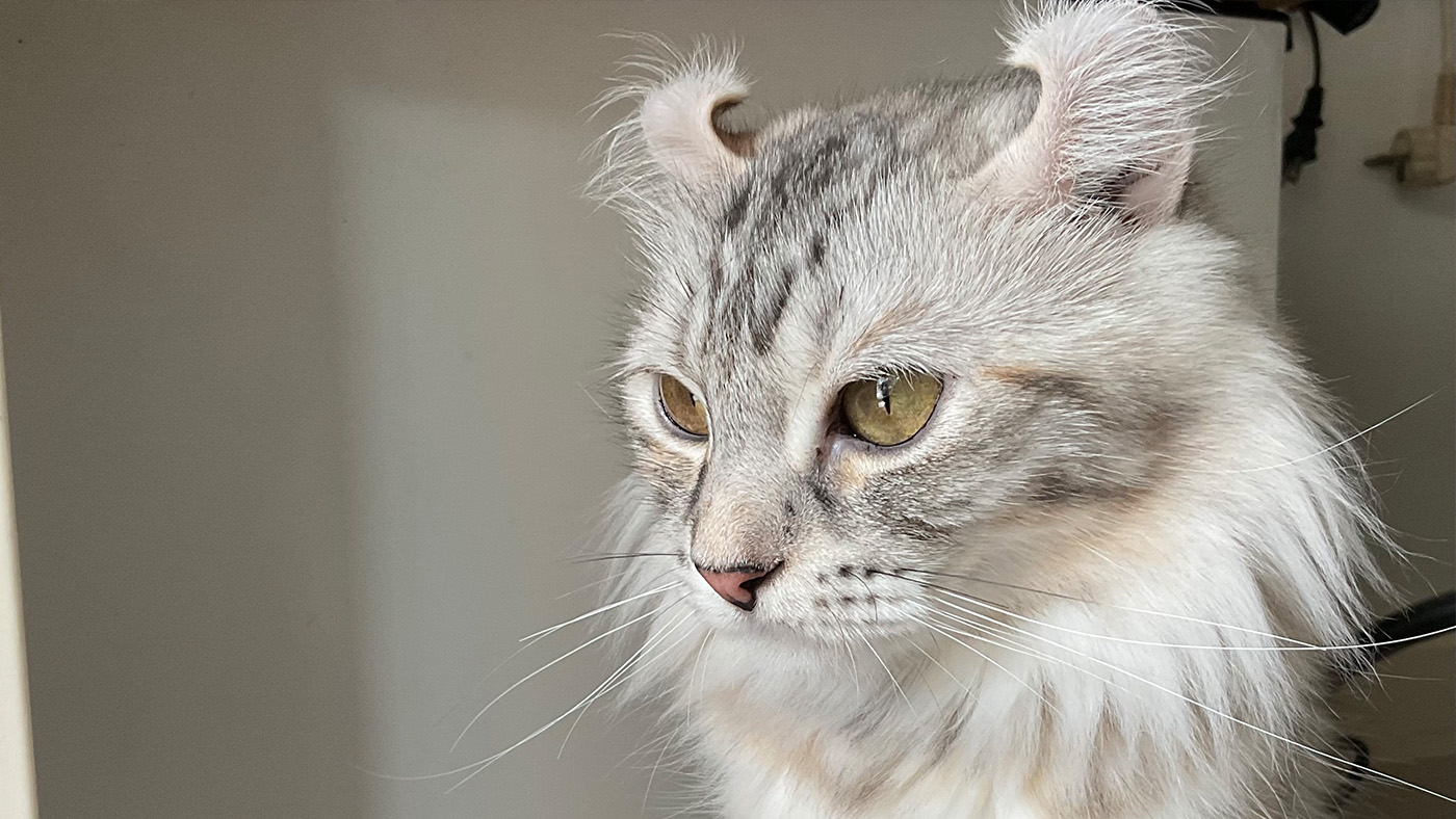 What Breeds of Cats Bark And Have Long Ears: Surprising Facts Revealed