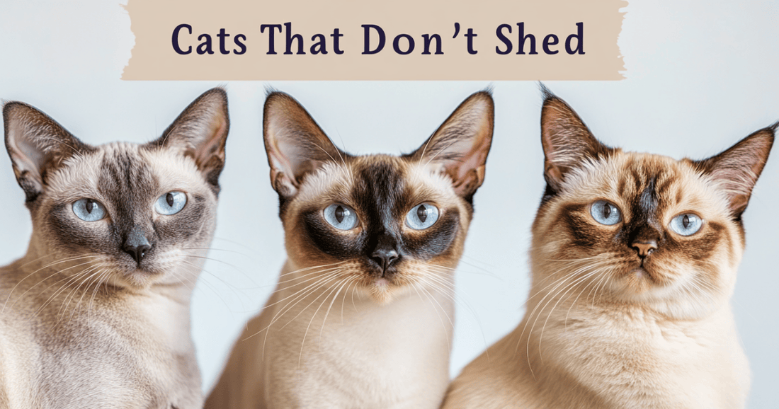 What Breeds of Cats Dont Shed: Top Hypoallergenic Feline Choices