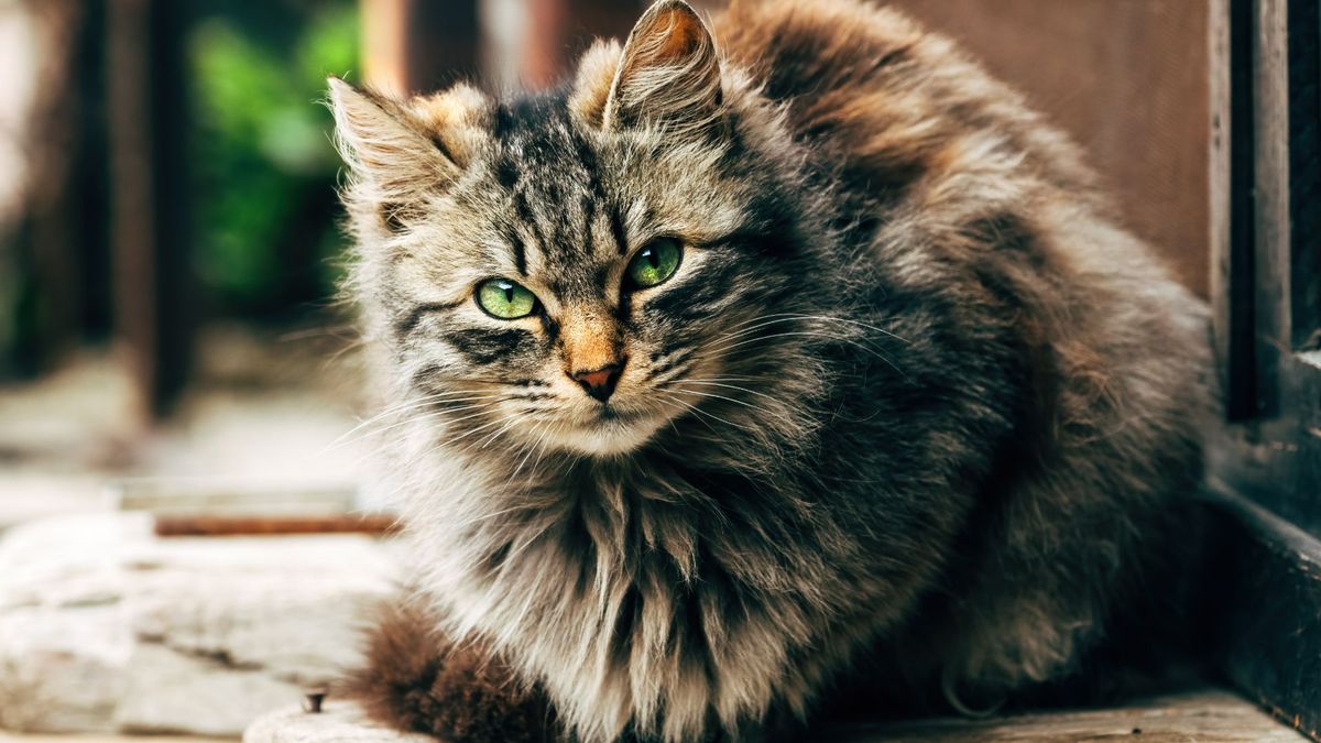 What Breeds of Cats Have Fluffy Tails