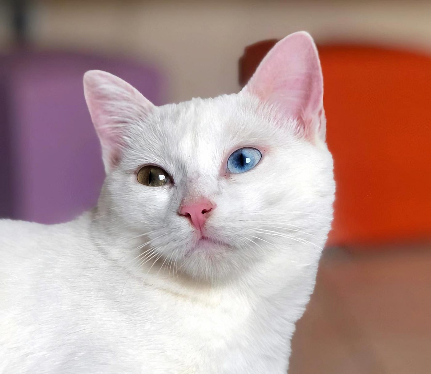 What Breeds of Cats Have Heterochromia: Stunning Eye Color Wonders
