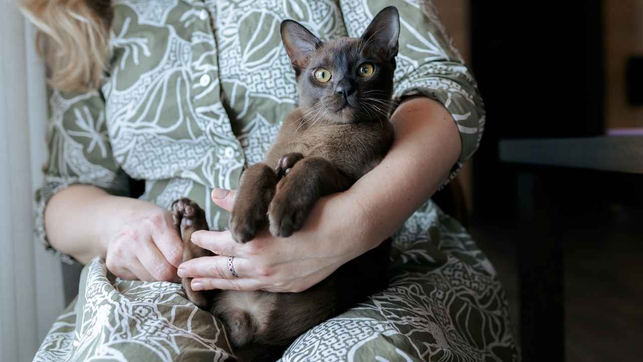 What Breeds of Cats Stay Small