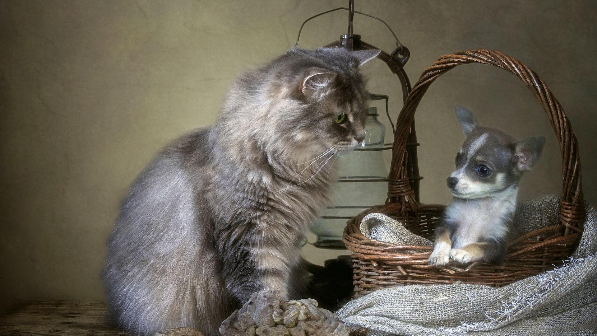 What Breeds of Cats That Act Like Dogs: Surprising Friendly Felines