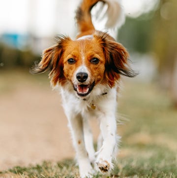What Breeds of Dogs are Safe around Cats: Top Friendly Picks