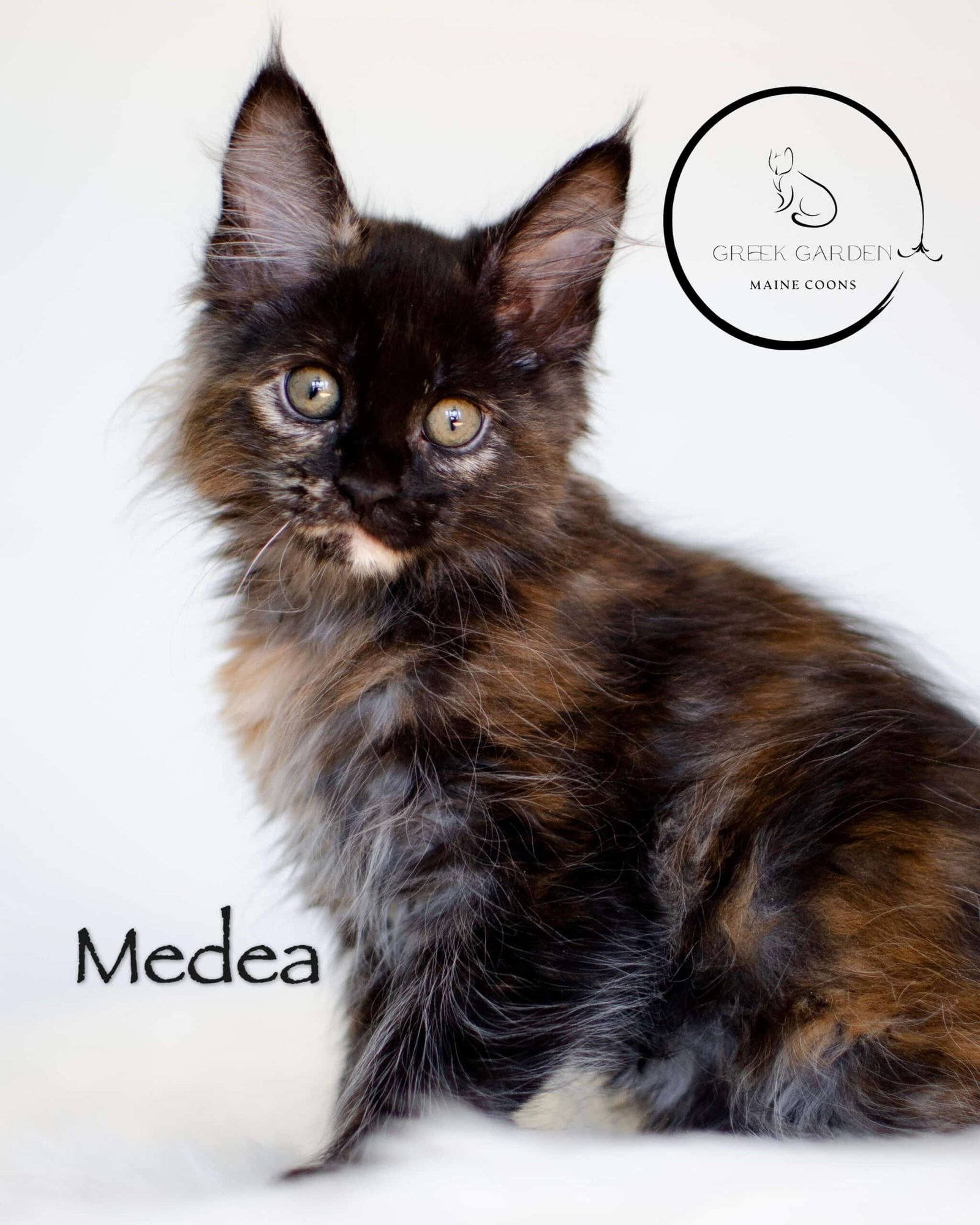 What Breeds Use Black Golden Smoke Cat Color: Top Unique Felines