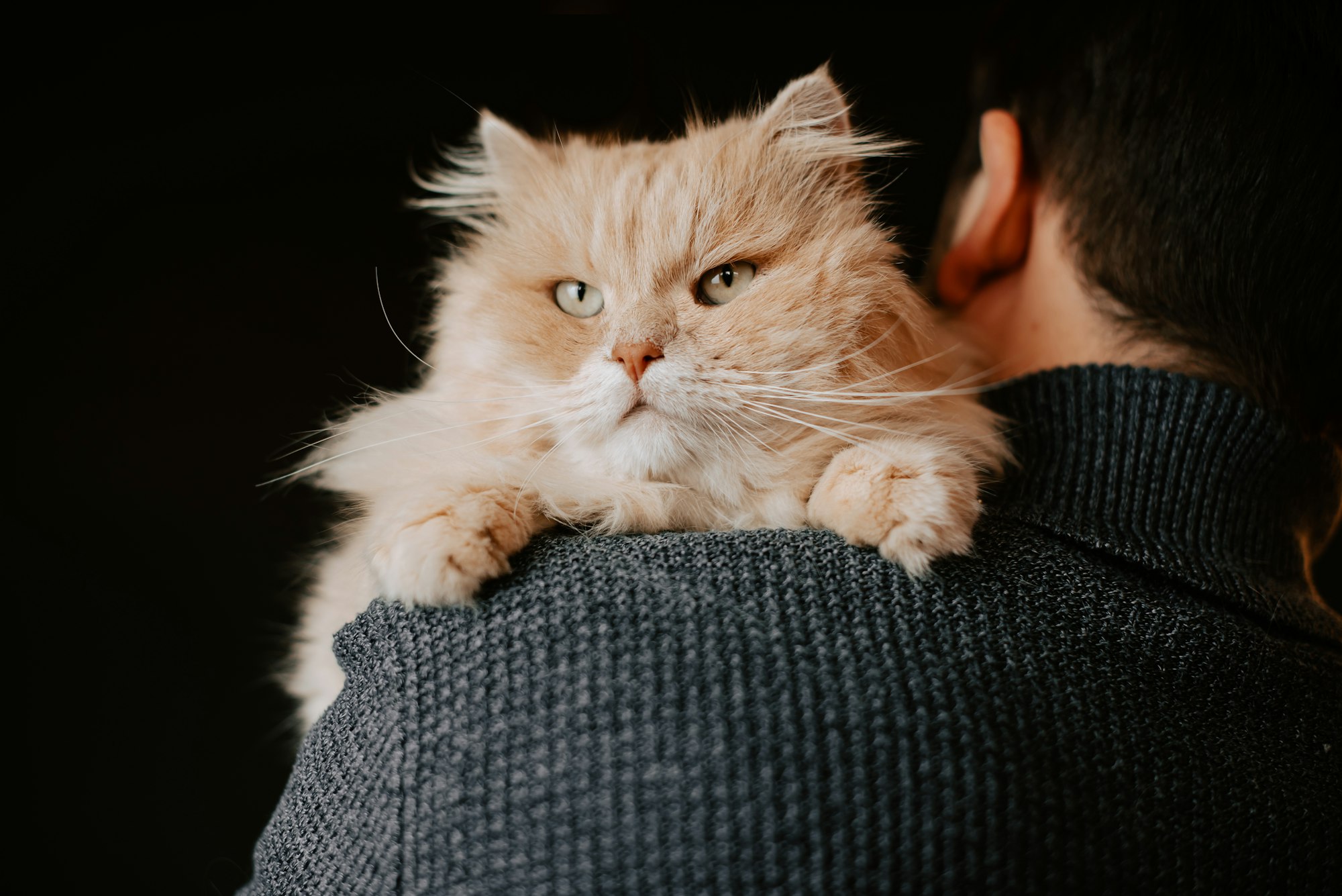 What Can Cats Sense in People Who Have Health Problems