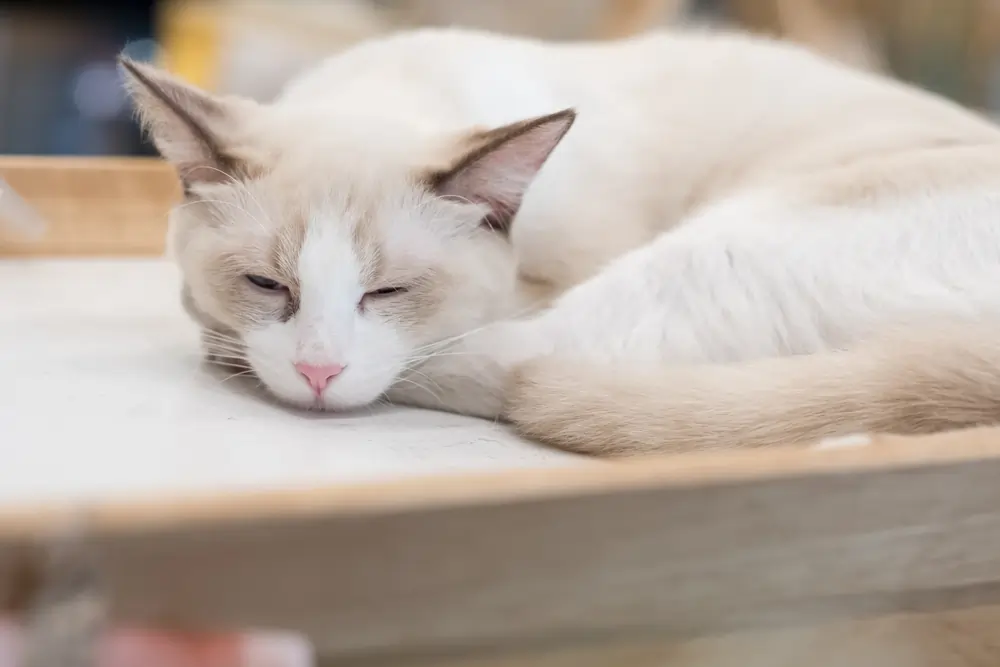 What Can Happen If Cats Eat Fleas When They Groom