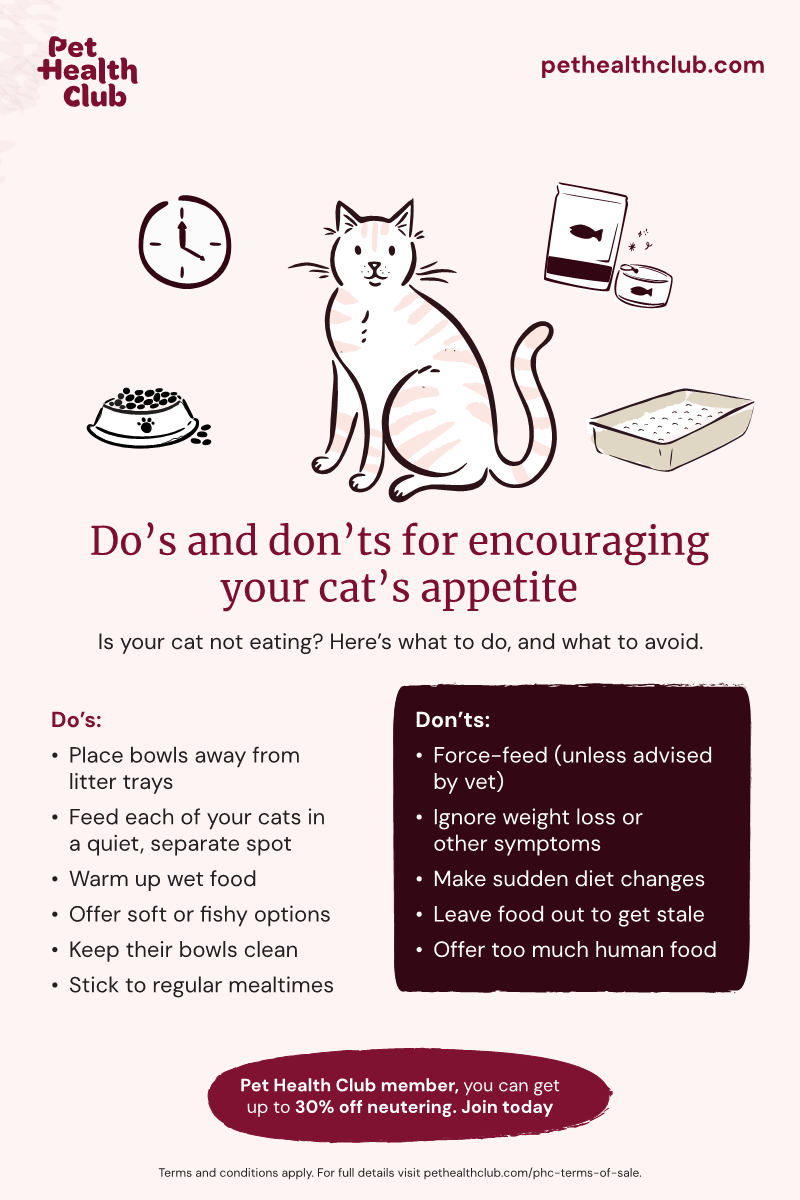 What Can I Catch from My Cat Pet Health Network: Essential Risks Revealed