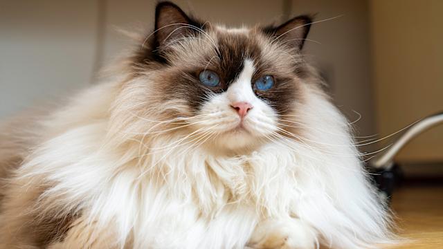 What Cat Breed Grooms the Most