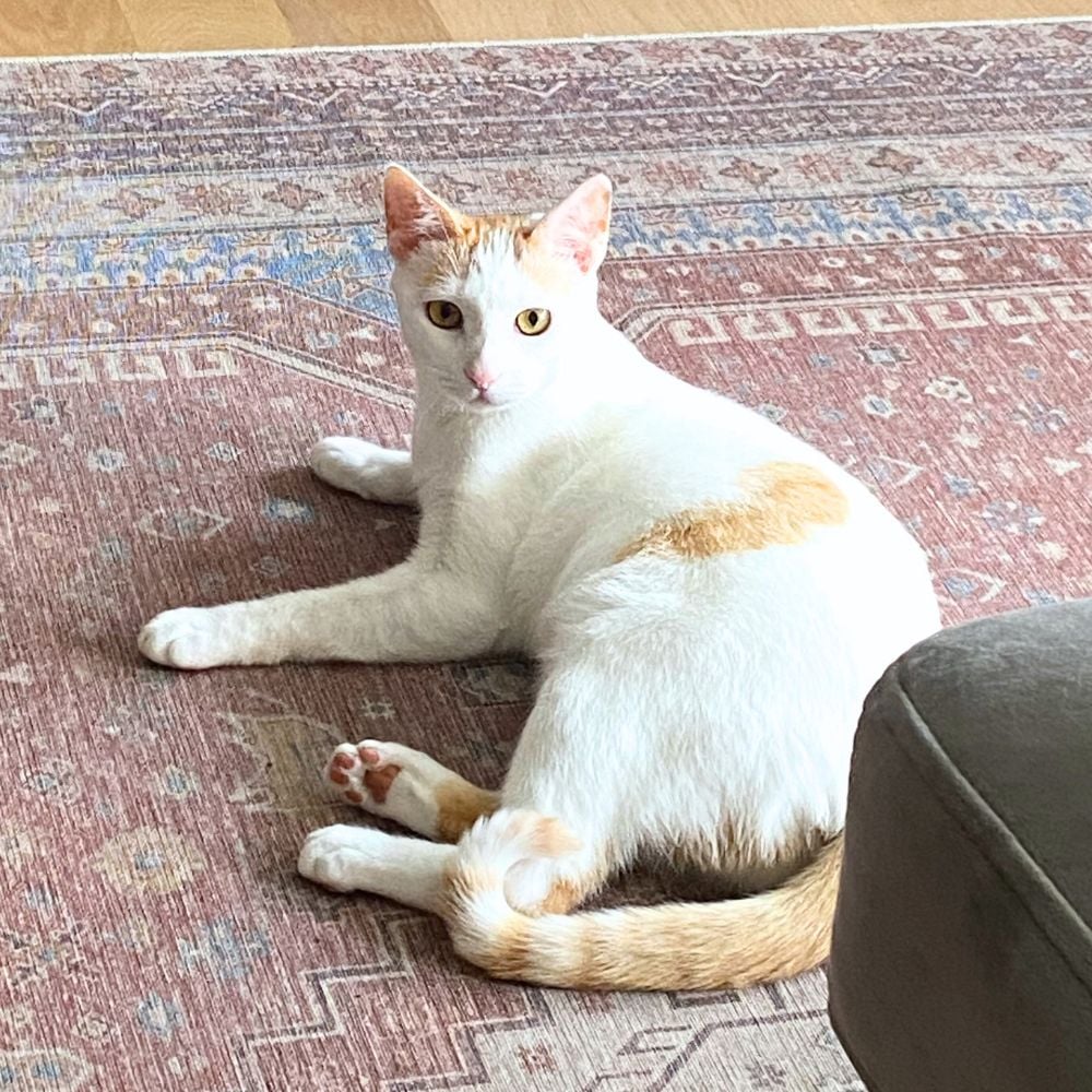 What Cat Breeds are Energetic And Active