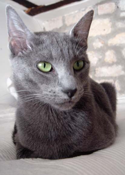 What Cat Breeds are Grey Cats: Discover Stunning Feline Varieties