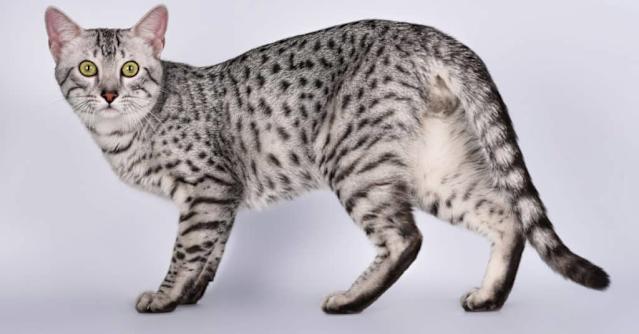 What Cat Breeds are Grey Spotted Cats