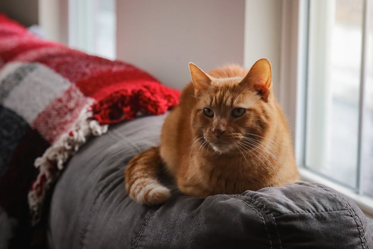 What Cat Breeds are Orange Cats: Stunning Feline Varieties Revealed