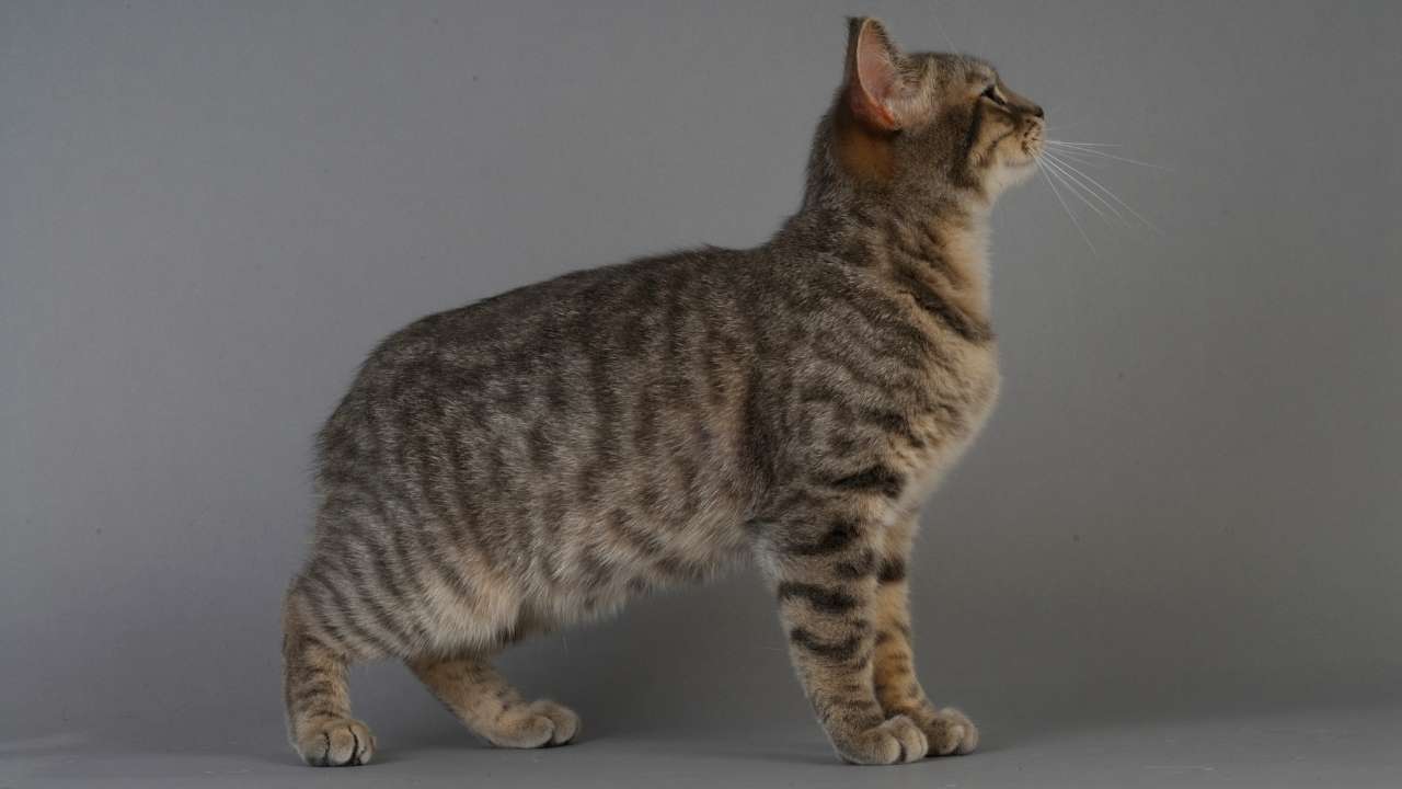 What Cat Breeds are Prone to Kidney Disease