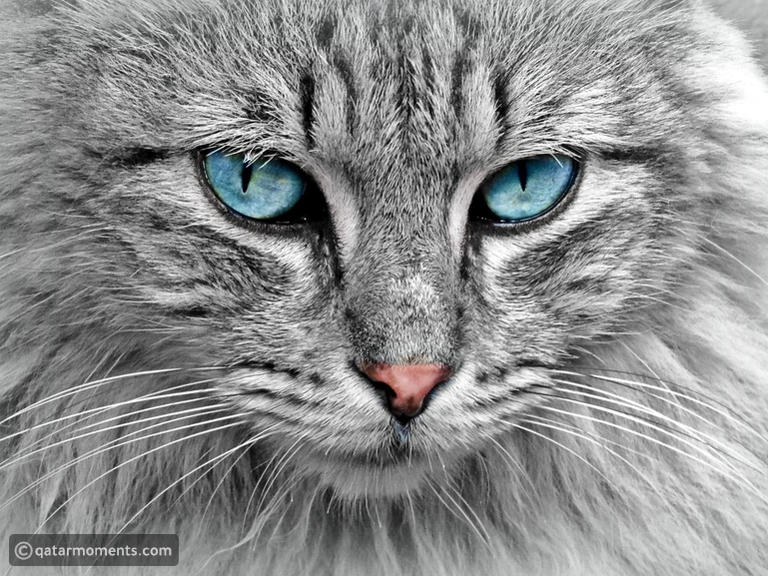 What Cat Breeds are Rare: Discover Exotic and Unique Felines