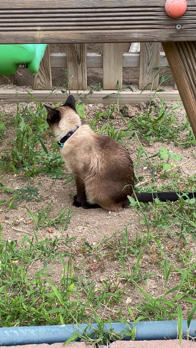 What Cat Breeds are Skinny: Top Sleek & Slim Feline Types Revealed