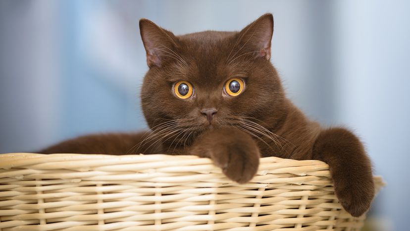 What Cat Breeds are Solid Brown: Discover Stunning Feline Varieties
