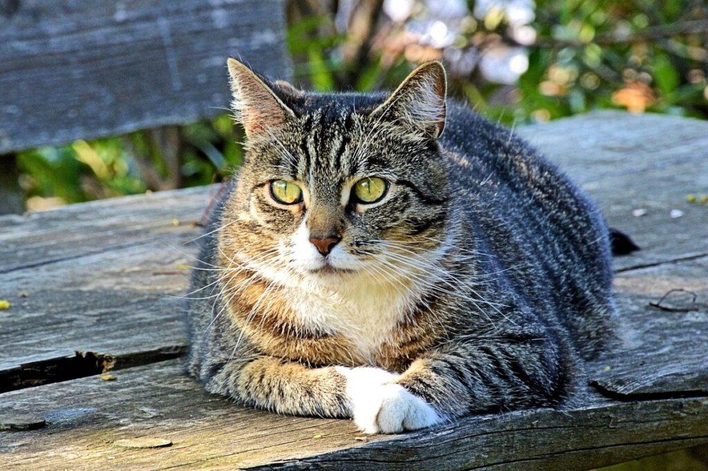 What Cat Breeds are Tabby: Discover Top Striking Varieties