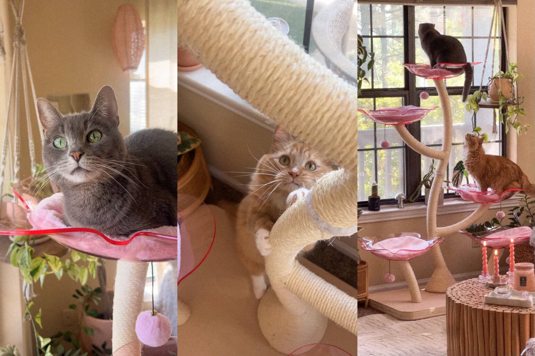 What Cat Breeds Can Live in an Apartment