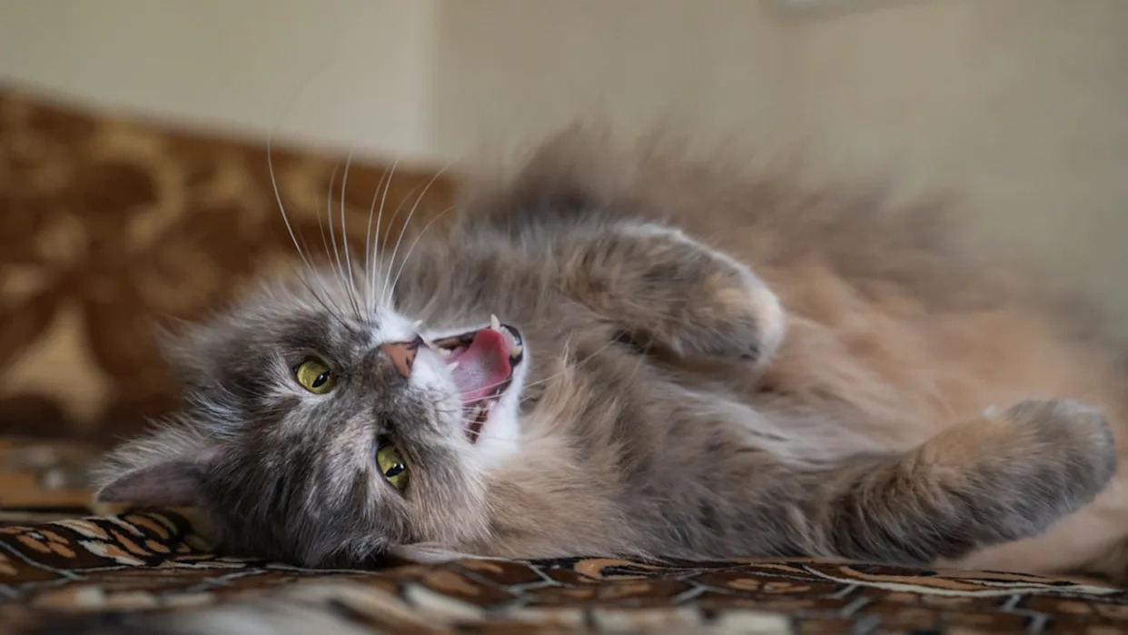 What Cat Breeds Chirp: Discover the Most Vocal Felines