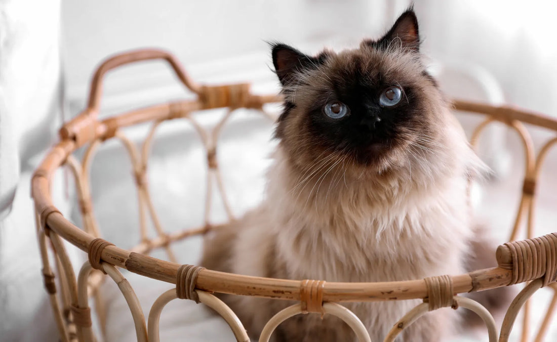 What Cat Breeds Do Pet Stores Get Hamsters: Surprising Facts Revealed