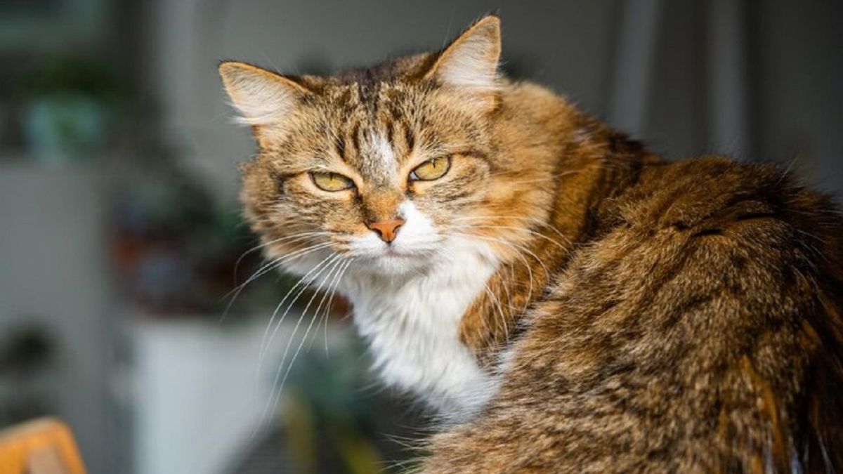 What Cat Breeds Do They Have in Ukraine