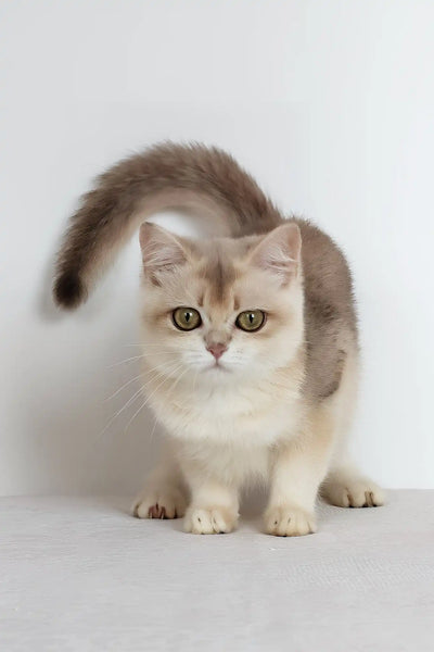 What Cat Breeds Does Ragamuffin Kittens Have