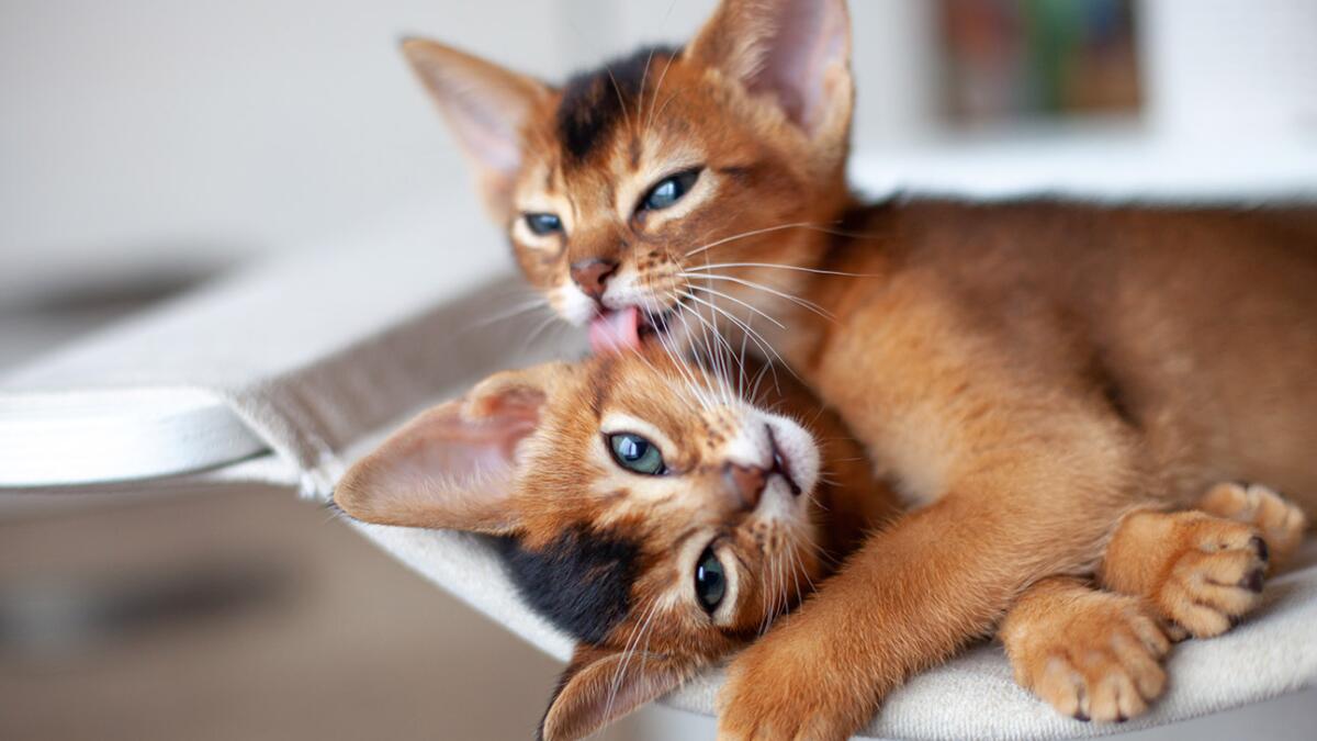 What Cat Breeds Get Along: Top Friendly Cats for Your Home