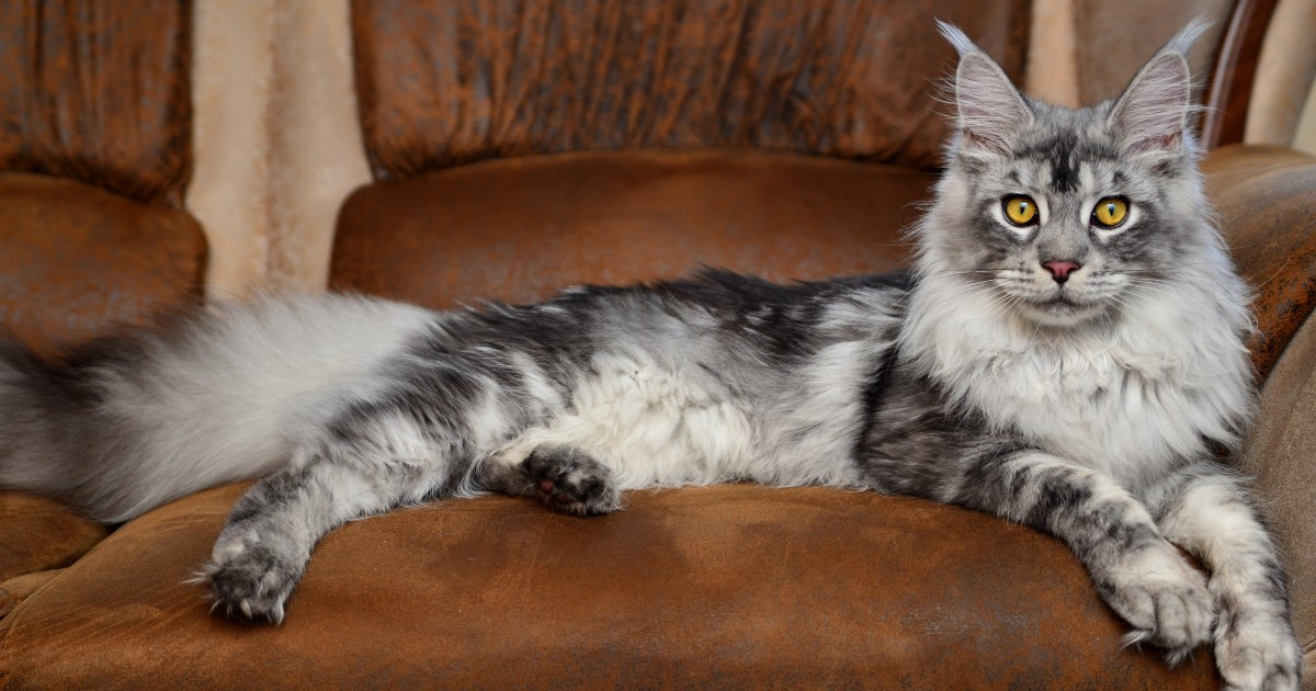 What Cat Breeds Has a Hang down Belly: Top Breeds Revealed