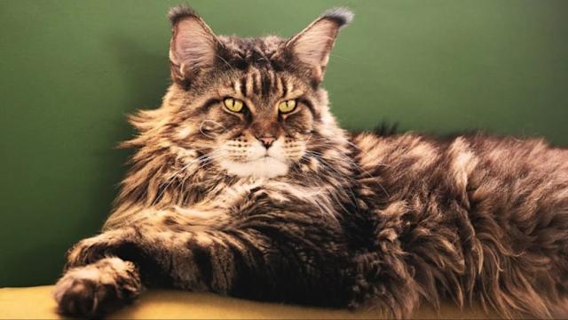 What Cat Breeds Have a Mane: Discover the Most Majestic Cats