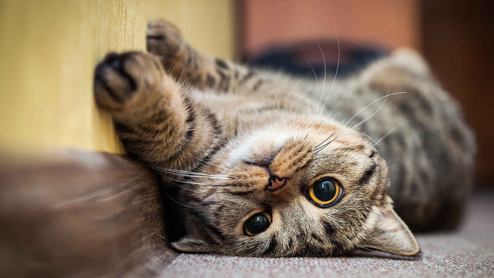 What Cat Breeds Have Chocolate in Their Title