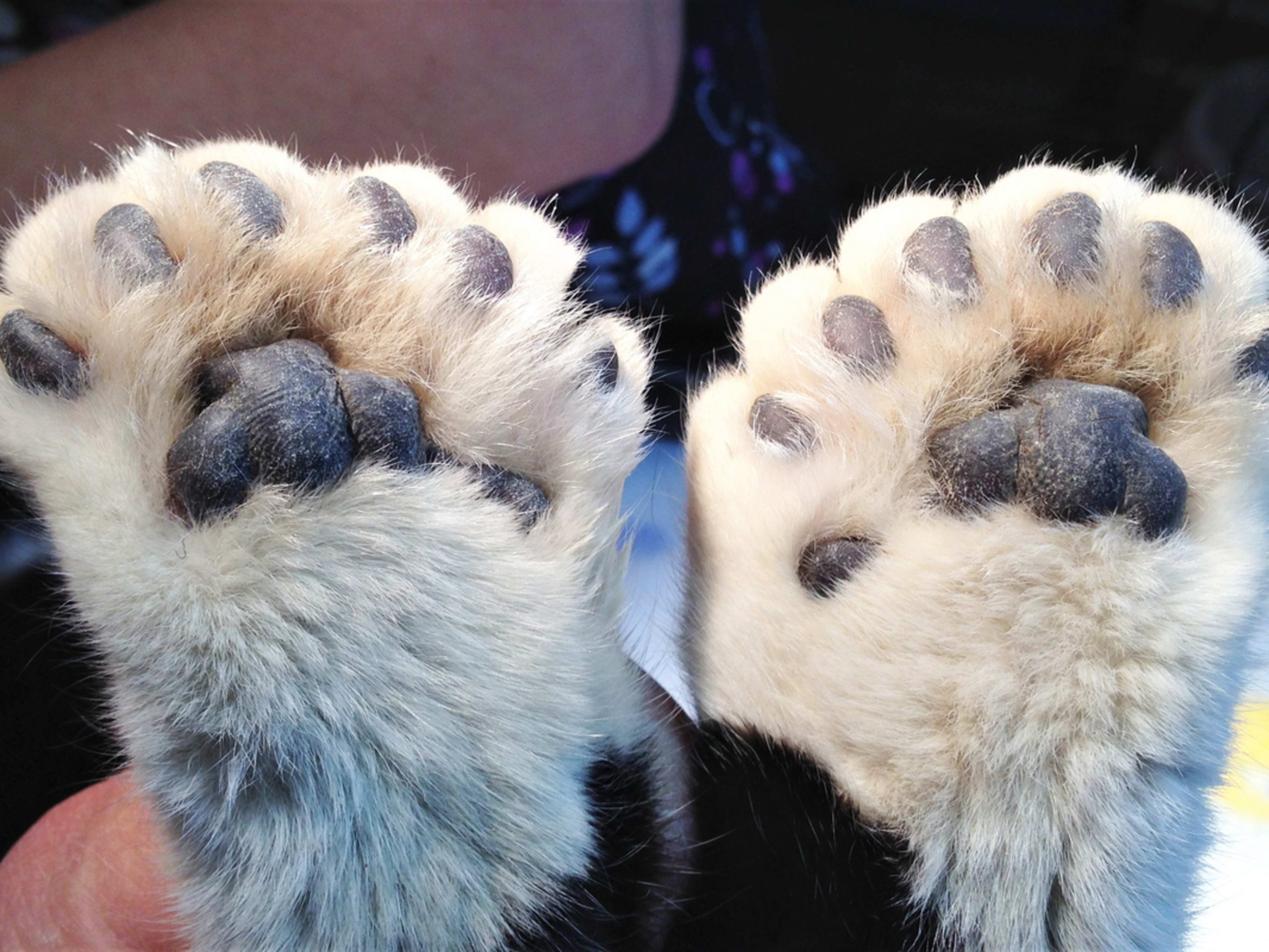 What Cat Breeds Have Furry Paws: Top Fluffy Paws Revealed