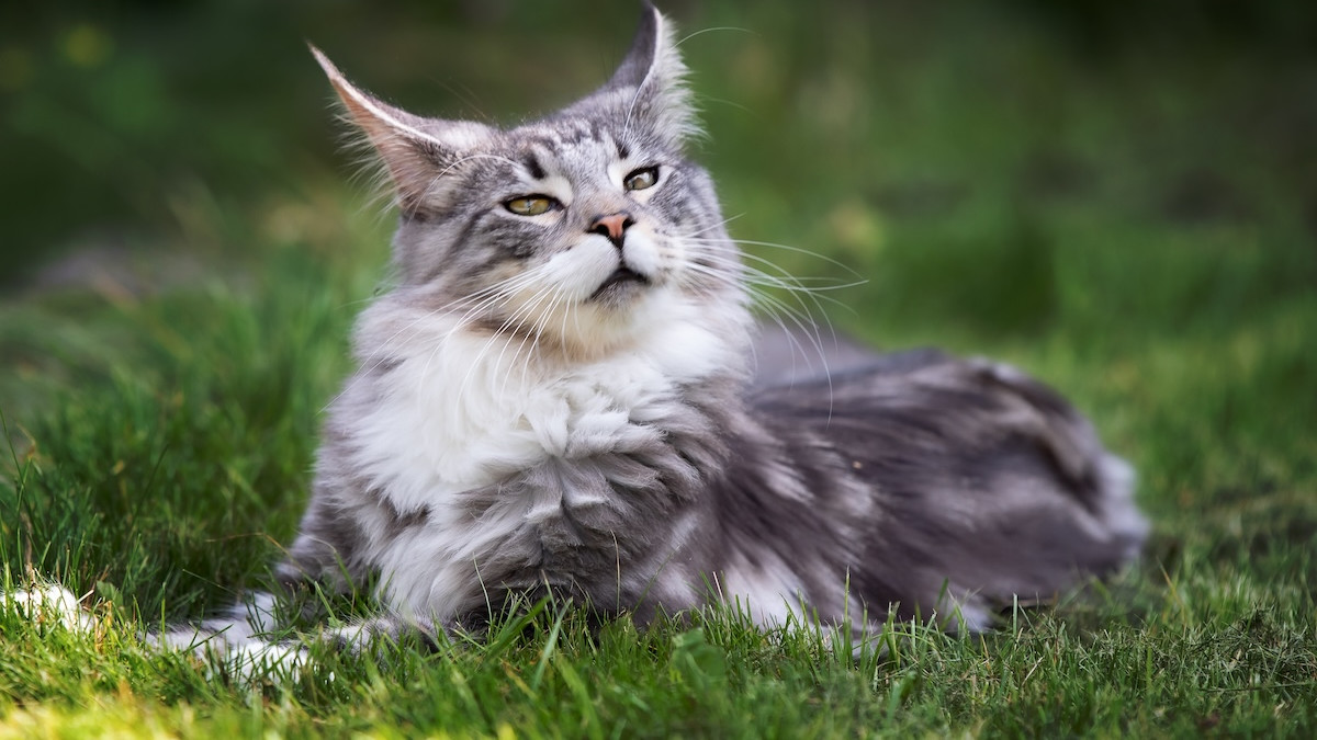 What Cat Breeds Have Hairy Ears: Top Fluffy-Eared Cats Revealed