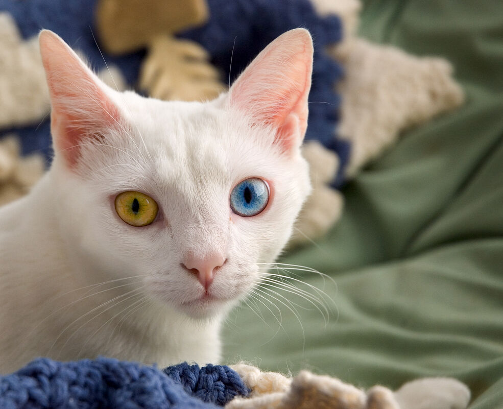 What Cat Breeds Have Heterochromia: Stunning Eye Color Secrets