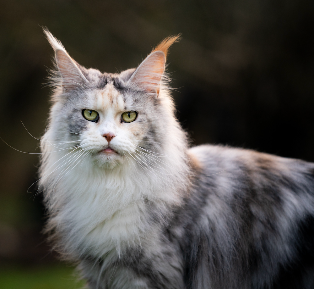 What Cat Breeds Have Manes: Stunning Feline Lions Revealed