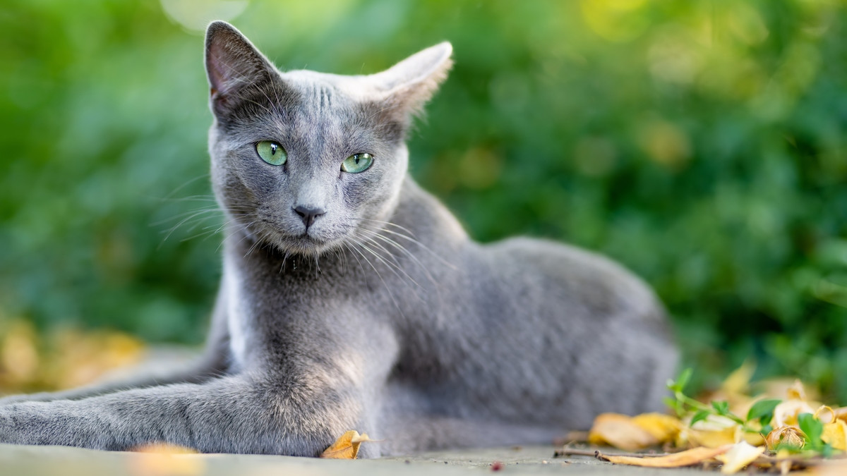 What Cat Breeds Have Overbite