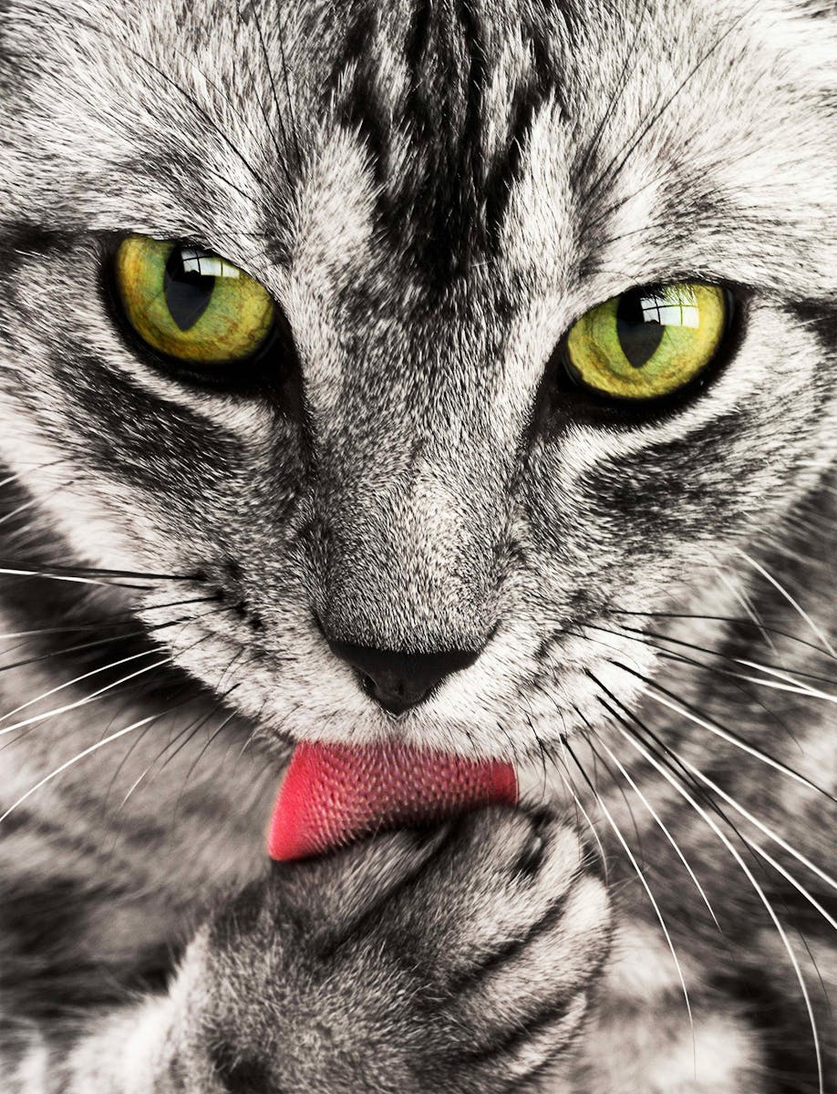 What Cat Breeds Have Spotted Tongue: Surprising Feline Facts Revealed