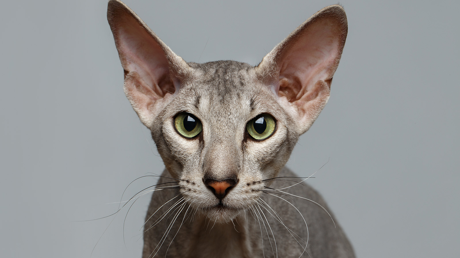 What Cat Breeds Have Thin Body: Discover Sleek & Elegant Felines