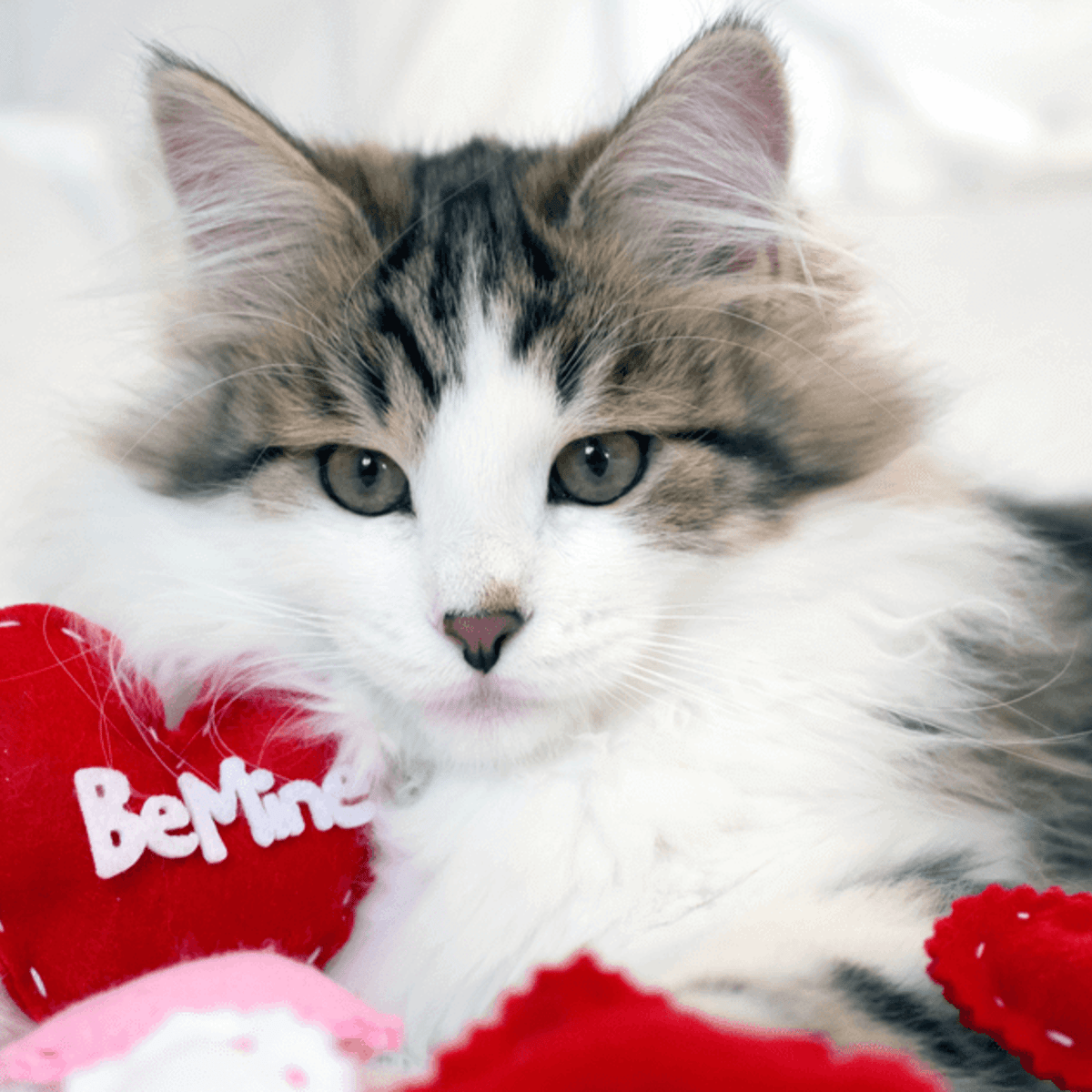 What Cat Breeds Have Veletine Fur