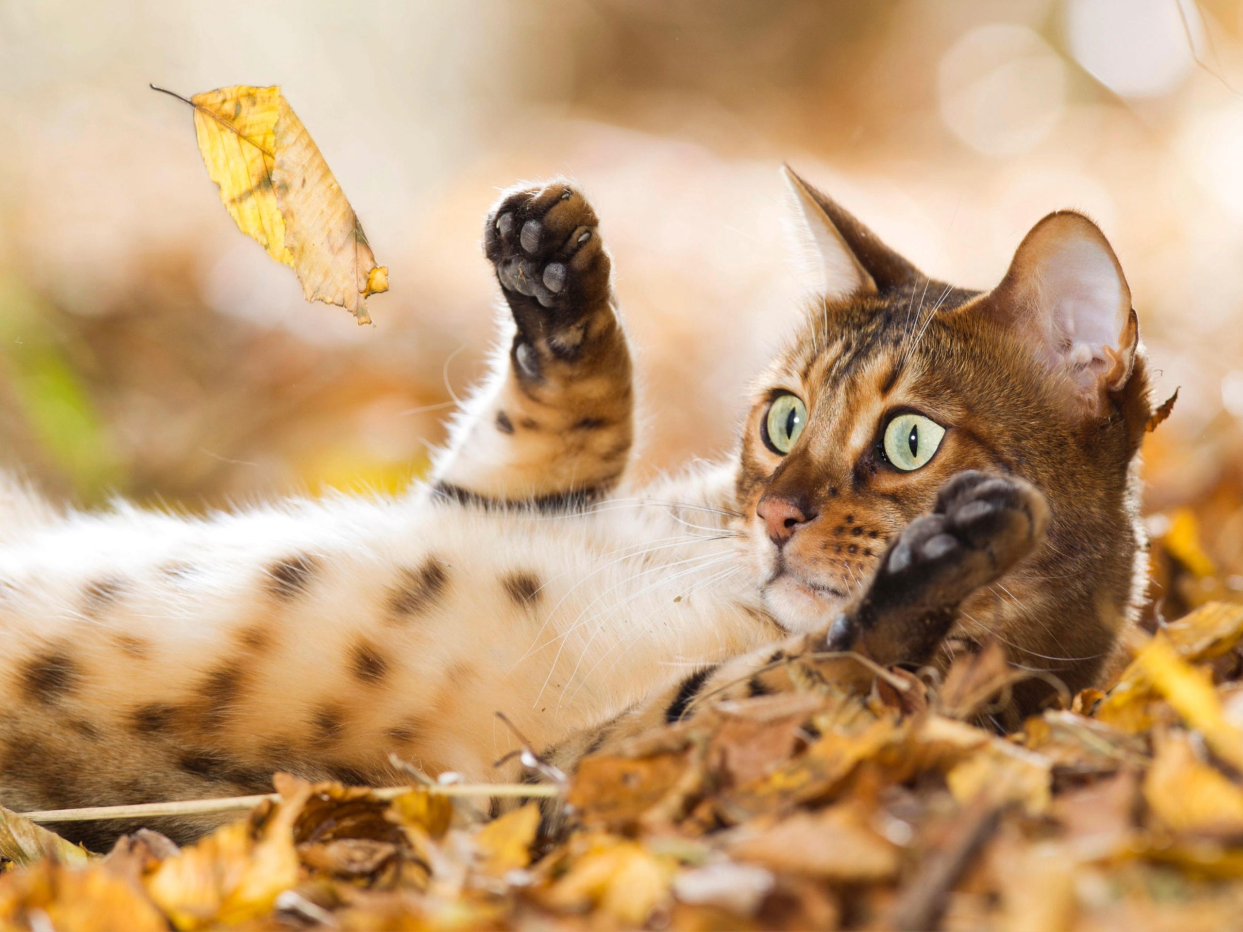 What Cat Breeds is Mixed a Wild Cats