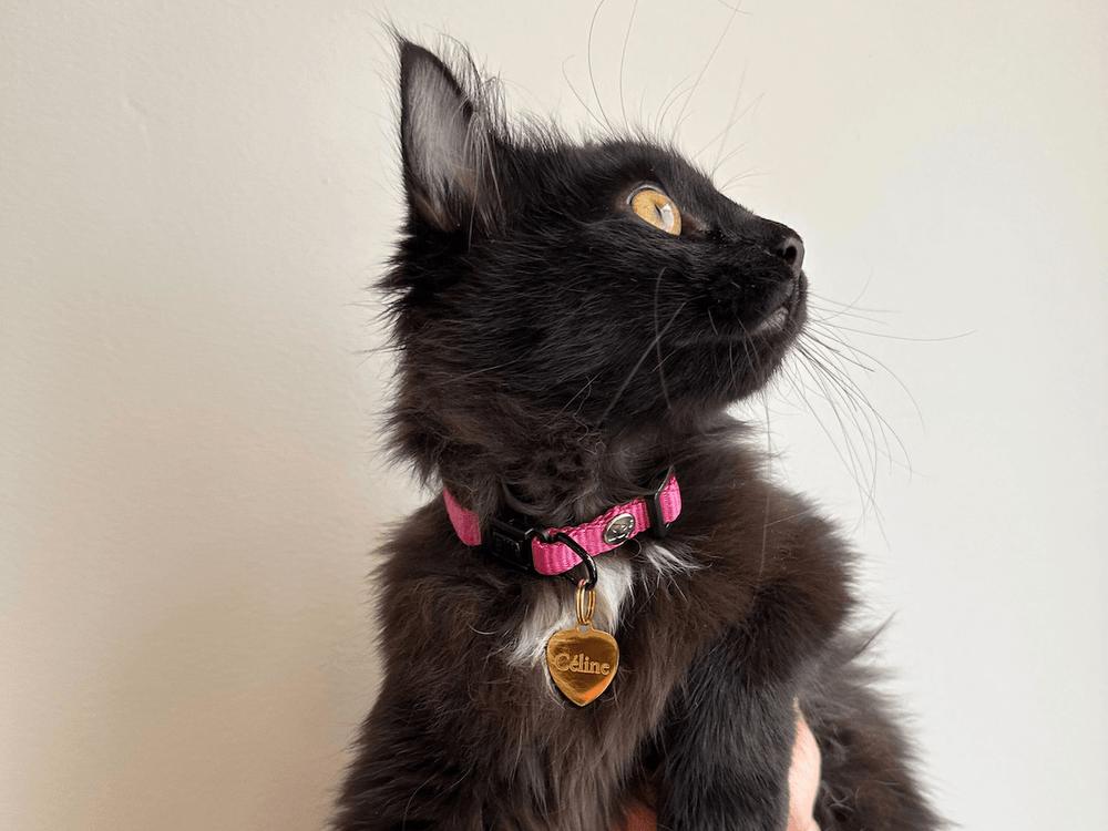 What Cat Breeds is My Maine Coon Cat Mix: Discover Unique Traits