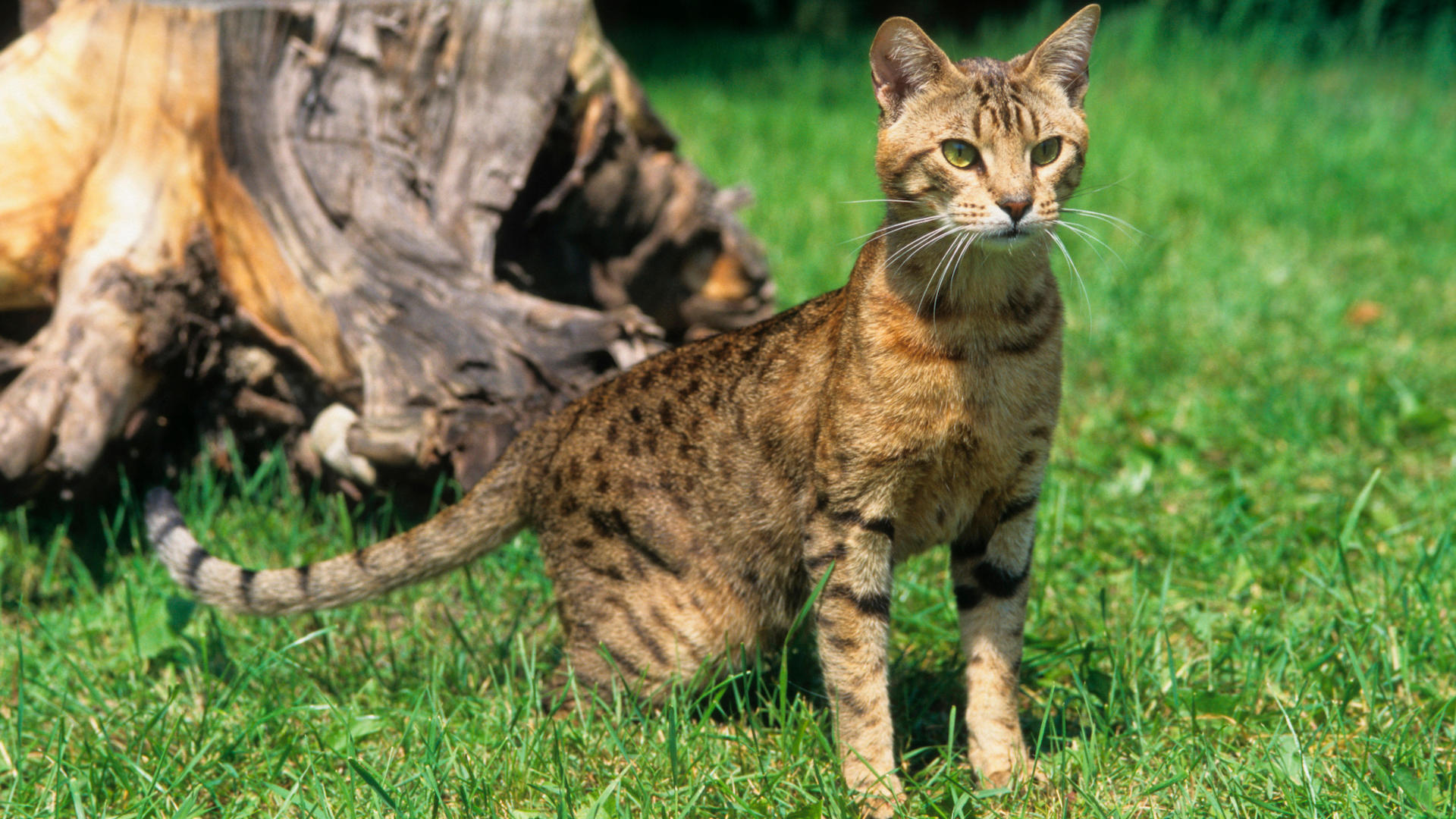 What Cat Breeds Like to Go on Walks: Top Adventurous Felines Revealed