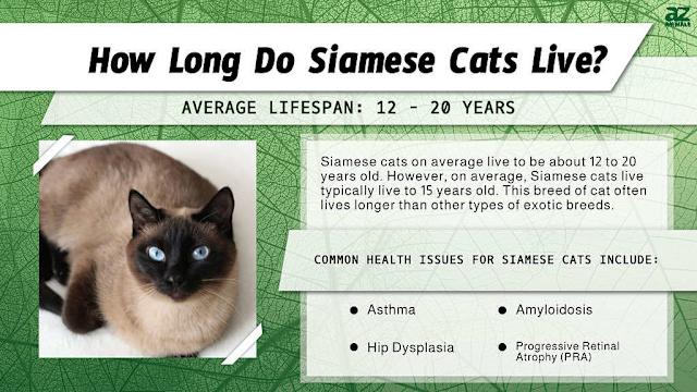 What Cat Breeds Live Longer
