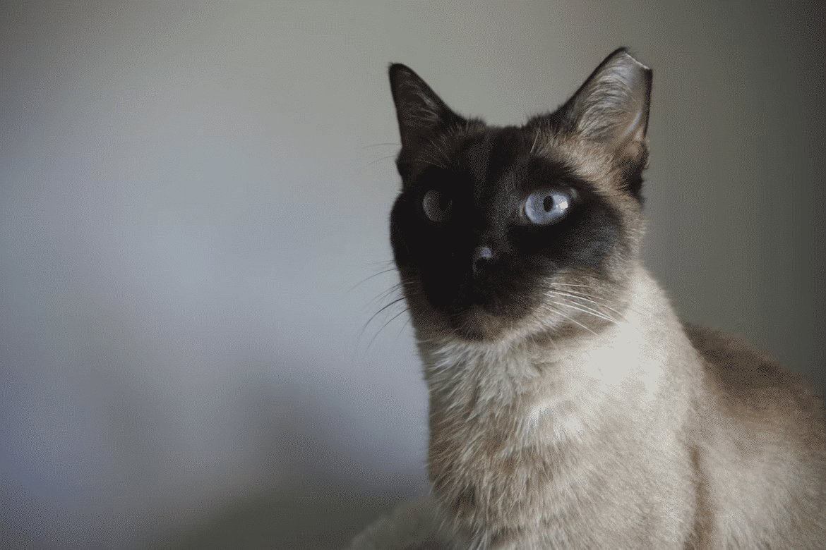 What Cat Breeds Look Siamese: Stunning Lookalikes Revealed