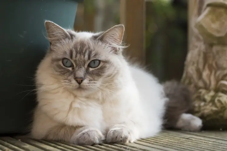 What Cat Breeds Love to Be Held: Top Affectionate Felines Revealed