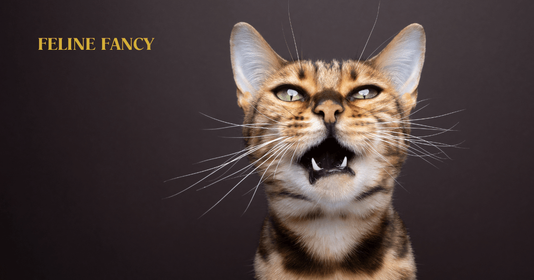 What Cat Breeds Meow at Night: Unveiling Nocturnal Feline Secrets